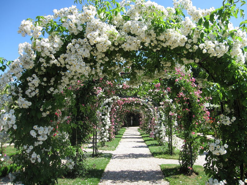 Evasion Florale Garantie La Roseraie Dha Les Roses La Bo Te